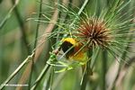 Male weaver bird building a nest in a papyrus plant