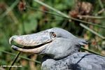 Shoebill (Balaeniceps rex) with its mouth slightly agape