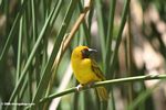 Male weaver perched on a papyrus stem