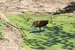 Hamerkop (Scopus umbretta) wading in duckweed