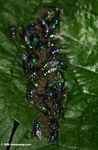 Iridescent flies feasting on animal droppings