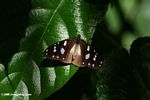 Butterfly with black wings and white spots