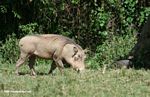 Warthog with guinea fowl
