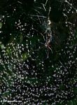 Lake flies in an orb spider's web