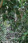 Thousands of lake flies in the web of an Orb Spider