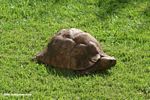 Ugandan tortoise