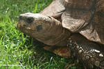 Headshot of Ugandan tortoise