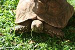 Large tortoise feeding on lawn grass