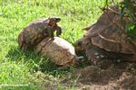Three tortoises getting frisky