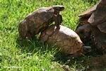 Three tortoises getting friendly