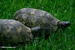 Pair of tortoises