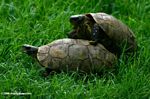 Tortoises caught in the act of mating