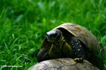 Mating tortoises