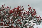 Bright red flowers of the Coral Tree (Erythrina abyssinica)
