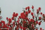 Bright red flowers of the Abyssinian Erythrina or Coral Tree (Erythrina abyssinica)