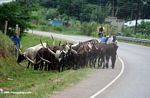 Ankole Longhorn cattle along the highway
