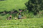Tea pickers on a plantation