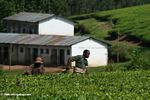 Tea workers on a plantation