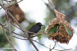 Vieillot's black weaver perched near a nest