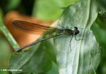 Green dragonfly with dark wings