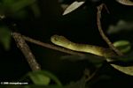 Green bush viper (Atheris sp) in Kibale