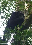 Chimpazee feeding on canopy tree fruit