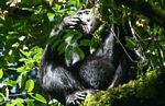 Chimpanzee (Pan troglodytes) feeding on canopy fruit