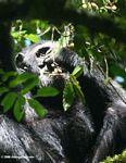 Wild chimp feeding in the canopy