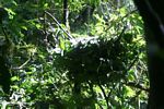 Chimp nest in the Kanyanchu rainforest