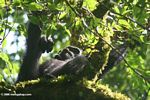 Wild chimpanzee (Pan troglodytes) in Kanyanchu forest