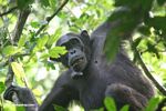 photo of Endangered chimp habitat under threat from climate change image