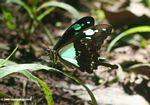 Aqua and black butterfly on blade of grass