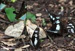 Butterflies feeding on dung on the forest floor