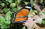 Orange, black, and white butterfly