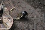 Dung beetle rolling a ball of animal droppings