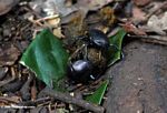 Dung beetles on the forest floor