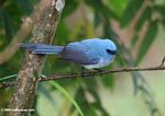 Blue bird with a moderately long tail (African blue-flycatcher (Elminia longicauda)?)