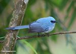 Blue bird with a moderately long tail (African blue-flycatcher?)