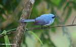 African blue-flycatcher (Elminia longicauda)