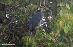 Great blue turaco (Corythaeola cristata) in a tree