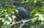 Great blue turaco (Corythaeola cristata) in a treetop