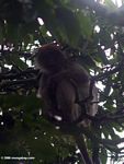 Red colobus monkey huddled in the canopy