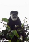 Black and white colobus Monkey (Colobus guereza) in treetop