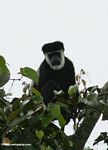 Black and white colobus Monkey (Colobus guereza) in treetop