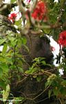 Olive baboon in a coral tree