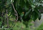 Cinnamon-chested bee-eater (Merops oreobates)