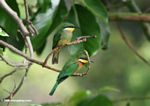 Pair of Cinnamon-chested bee-eaters (Merops oreobates)