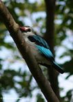Woodland kingfisher (Halcyon senegalensis) perched in a tree