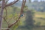 Woodland kingfisher with Rwenzori mountains behind
