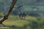 Woodland kingfisher in flight (blurred)